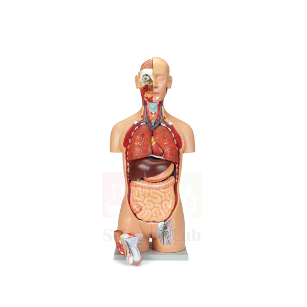Deluxe Human Male and Female Torso Model